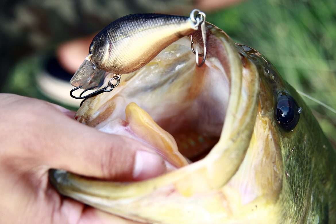 Bass-Fishing-with-Crankbaits