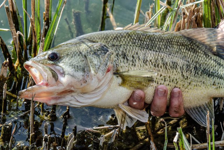 How-to-catch-big-summer-bass