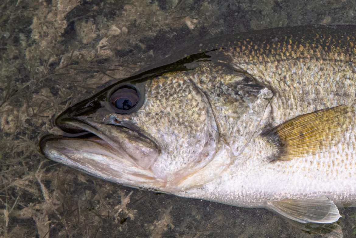 Can Bass Hear Sound? can-bass-hear-sound