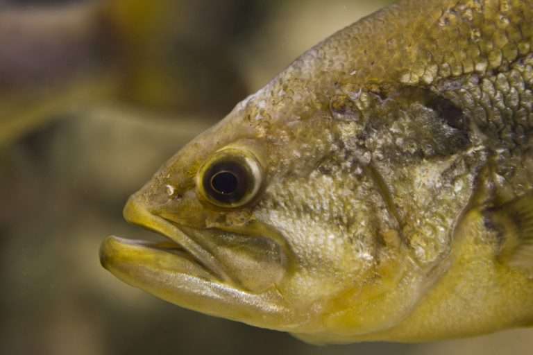 Do-Largemouth-Bass-Sleep