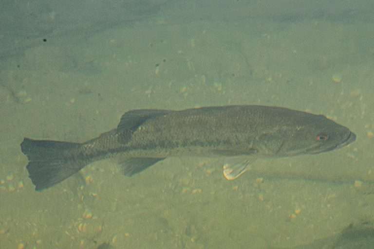 How-many-eggs-do-largemouth-bass-lay