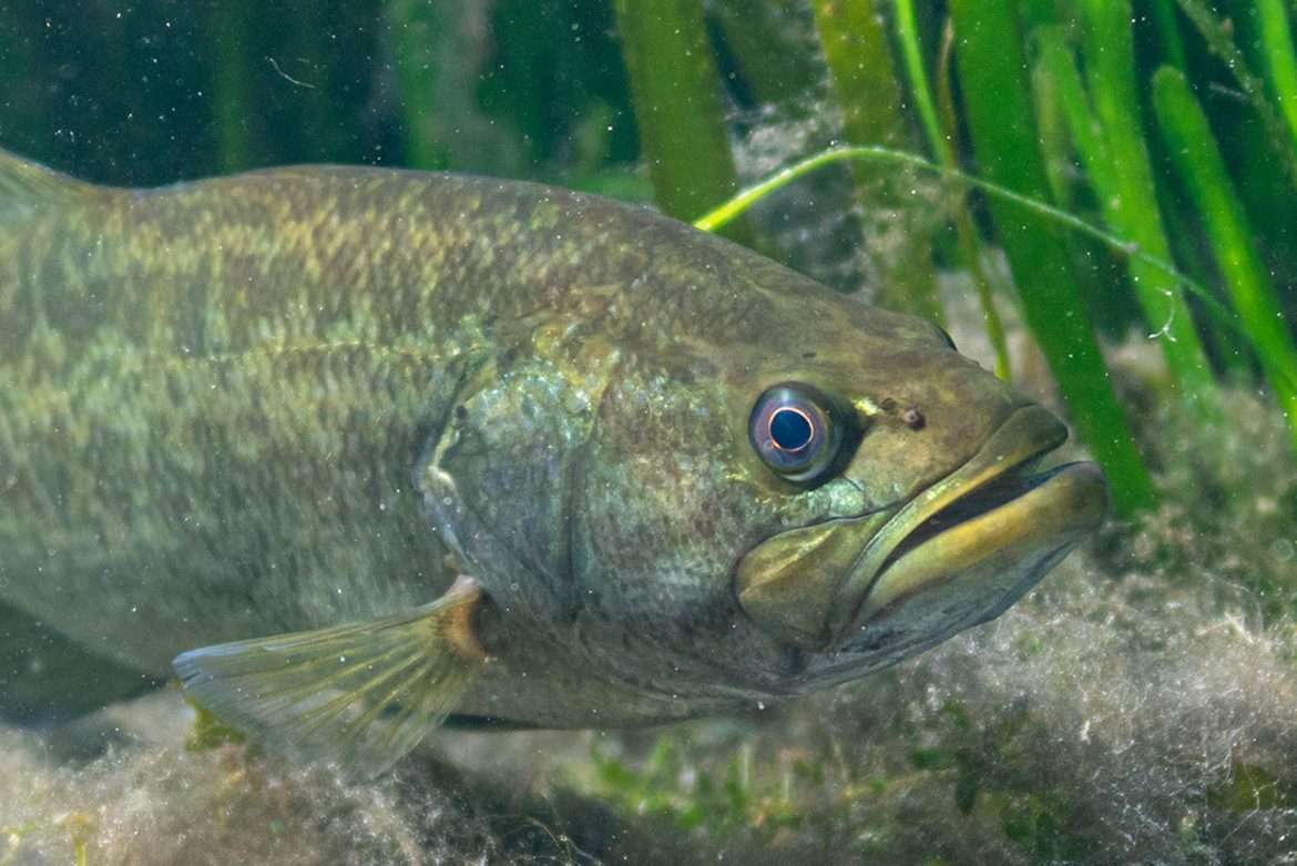What-do-largemouth-bass-eat