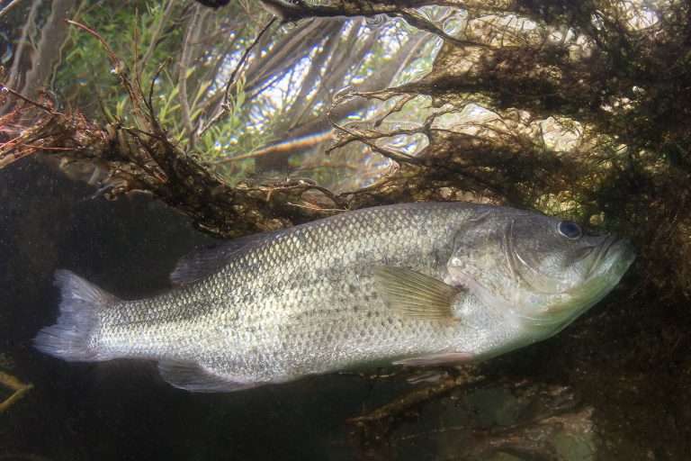 are-largemouth-bass-territirial fish