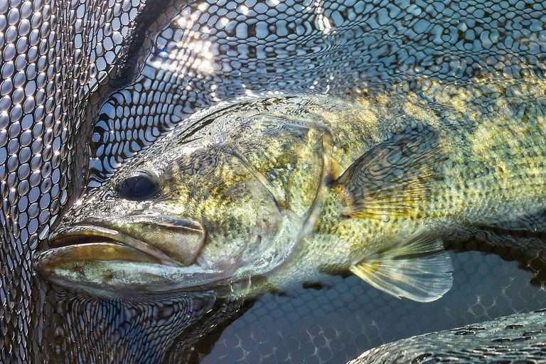 best fishing-nets-for-bass-fishing