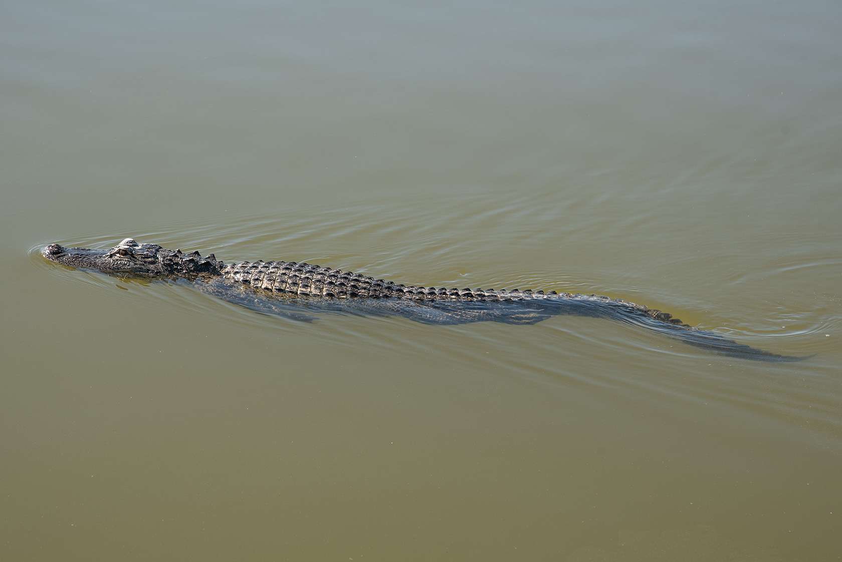 Alligator Encounters Fishing Safety Tips