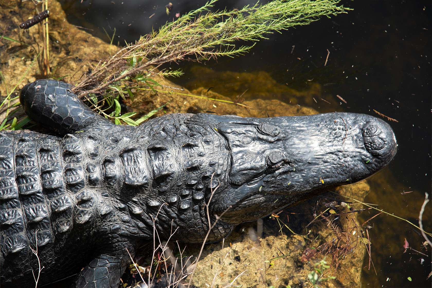 Alligator-encounter-fishing