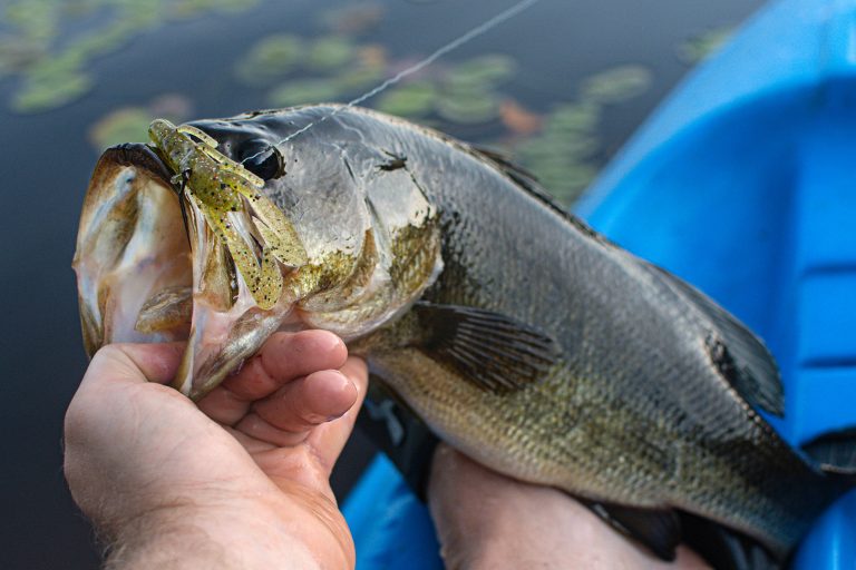 How-big-is-a-four-pound-largemouth-bass