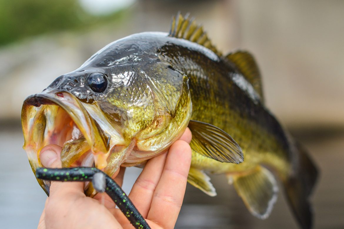 How Big Is A Two Pound Largemouth Bass? How-big-is-a-two-pound-largemouth-bass