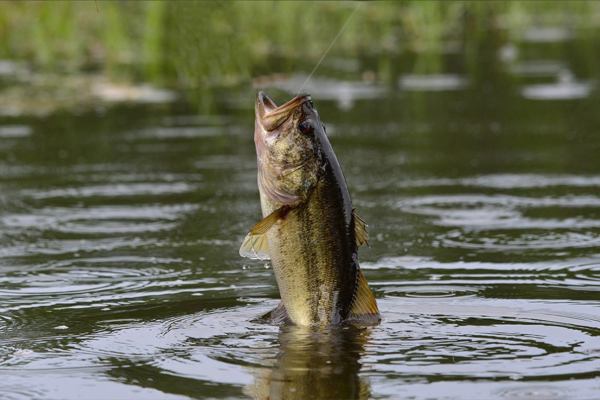 why do largemouth bass jump