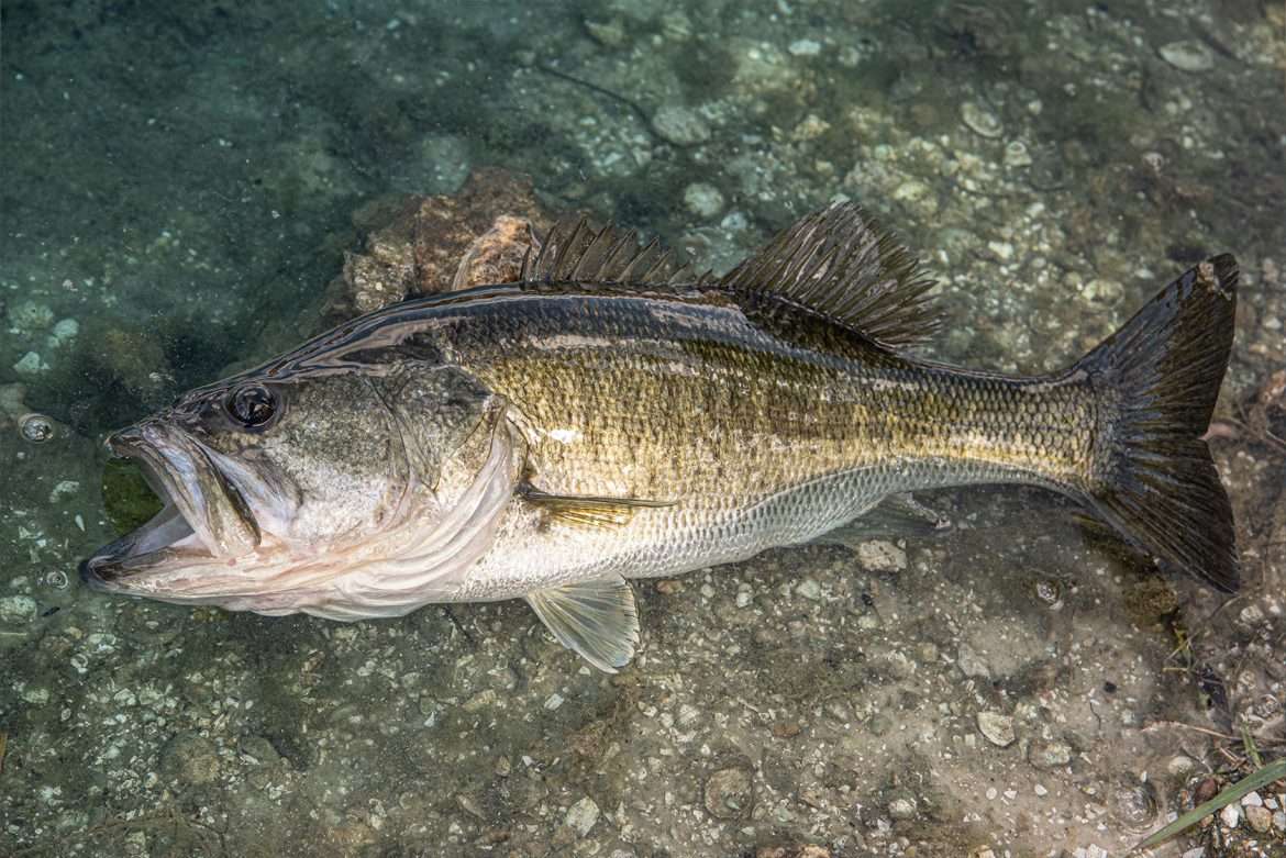 How & Why Do Bass Die? Bass Mortality 101 how-and-why-do-bass-die