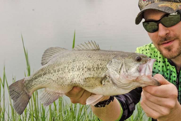 how-old-is-a-four-pound-largemouth-bass