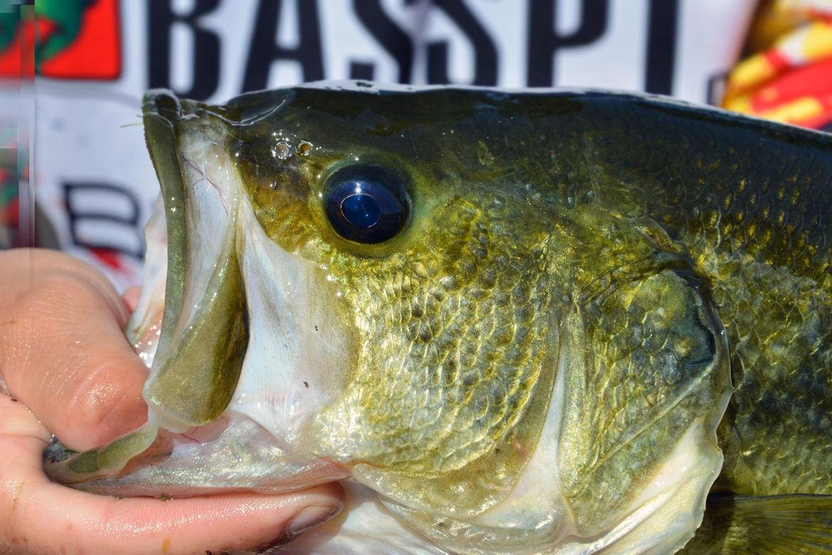 How to Identify Male Largemouth Bass how-to-recognize-a-male-largemouth-bass