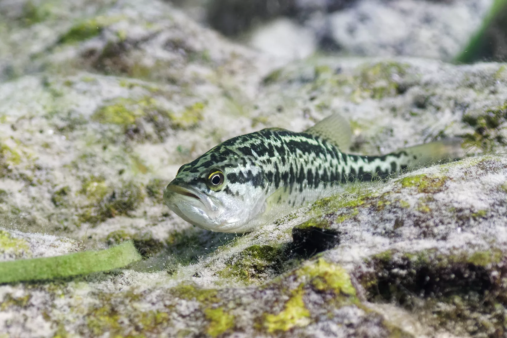 Growth Chart Largemouth Bass